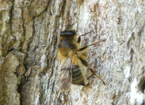 Criorhina sp.